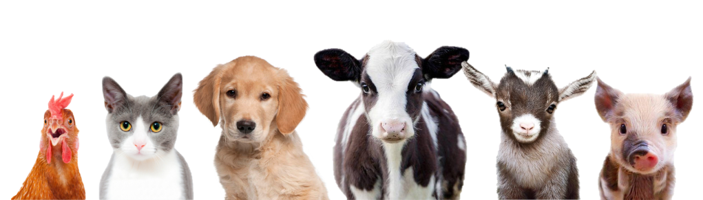 As perguntas mais frequentes sobre a minha transição para o veganismo